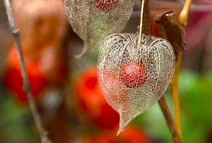 Physalis im Herbst