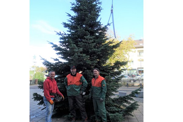 Aufbau Christbaum am Rathausplatz Denzlingen, v.l.n.r. Mitarbeiter der Firma Klaus Dinger aus Emmendingen, Bauhofmitarbeiter Matthias Nübling und Christian Bühler