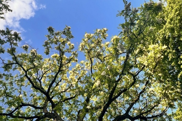 Blauer Himmel, blhender Baum